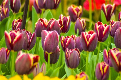 Tulips Keukenhof Flower Free Photo On Pixabay Pixabay