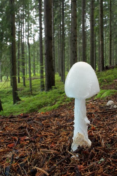 Mushroom destroying angel stock image. Image of forest - 10659451