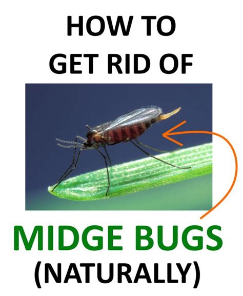 How To Get Rid Of Midge Bugs No See Ums Naturally Bugwiz