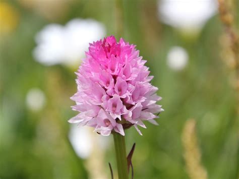 Steineralpen Kohlr Schen Nigritella Lithopolitanica Flickr