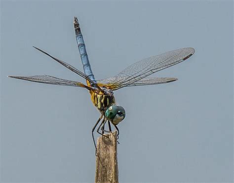 Double Winged Dragonfly Photograph By Paula Fink Fine Art America