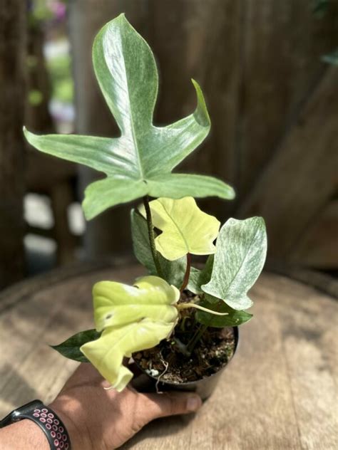 Philodendron Florida Ghost Mint 4 Cerbo S Parsippany Greenhouse