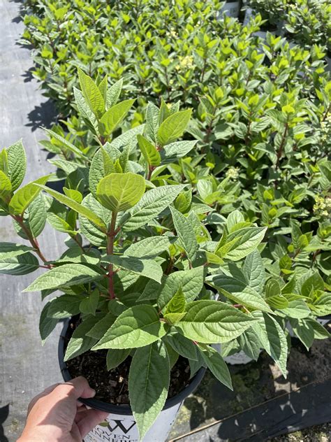 Hydrangea paniculata 'Quick... - Inline Nurseries - 2010 Inc.