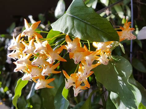 Hoya Multiflora Sv406 Enjoying The Sun Today Enjoying The Sun The