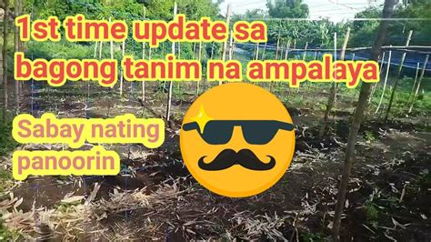 Ampalaya Update Bagong Tanim Happy Farming Ampalaya Bitter Gourd