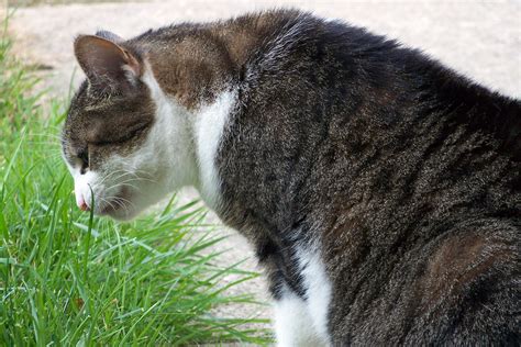 Cat Eating Grass Free Stock Photo - Public Domain Pictures