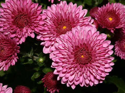 Caring for Autumn Mums - Goffle Brook Farms