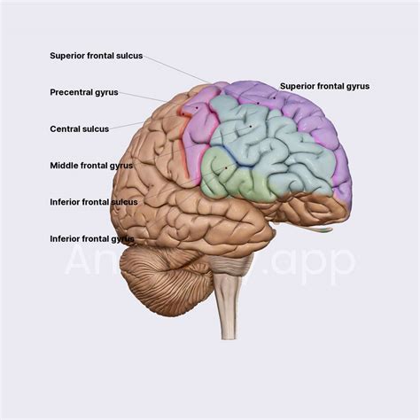 Difference Between Gyri And Sulci Definition, Anatomy,, 49% OFF