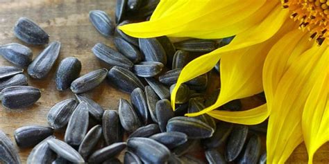 How To Grow Black Oil Sunflower Seeds Storables