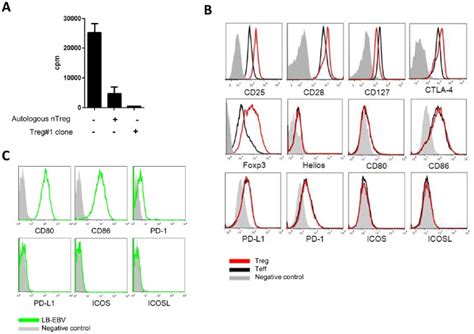 A Proliferation Of Cd Cd T Cells Stimulated With Irradiated