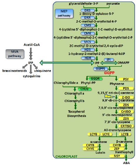 Scheme Of The Isoprenoid Biosynthetic Pathways In Plants The Download Scientific Diagram