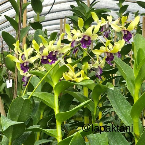 Jual Anggrek Dendrobium Indonesia Merdeka Indonesia Shopee Indonesia