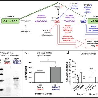 Salt-Induced CYP3A5*3 Protein Expression, Enzyme Activity and ...