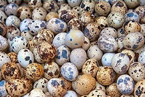 Undique 36 Fertile Jumbo Coturnix Quail Eggs For Hatching Or Preparing Balut Eggs