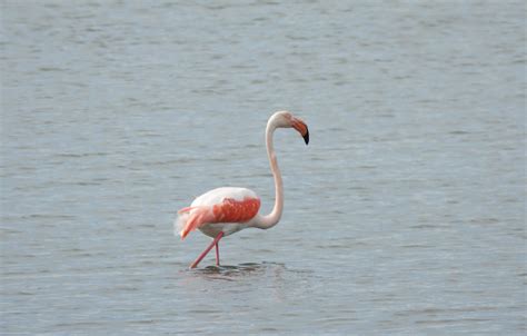 Dscn Phoenicopterus Roseus Alle Valli Di Comacchio Gianluigi