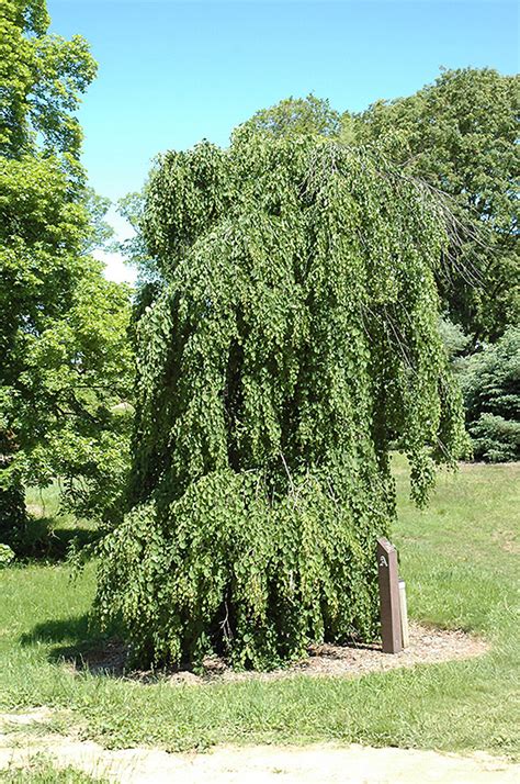 Weeping Katsura Tree Cercidiphyllum Japonicum Pendulum In Issaquah