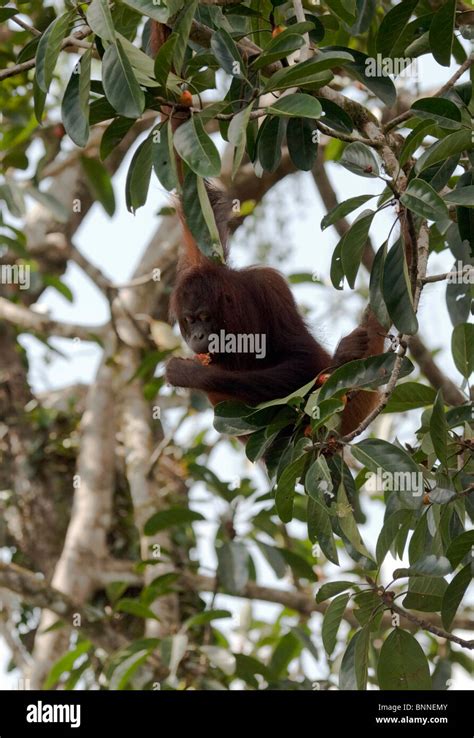 Female Orangutan Hi Res Stock Photography And Images Alamy