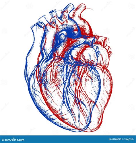 Coeur Humain 3D Illustration De Vecteur Illustration Du Pulsation