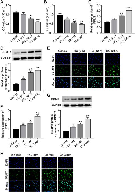 Gluco Toxicity Induced The Prmt Overexpression A Min Cells Were