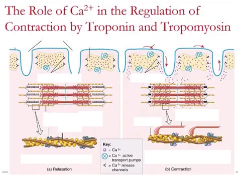 Role of Ca + in the Regulation of Contraction by Troponin + Tropomyosin ...