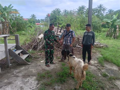 Sambut Hari Raya Idul Adha 1445 H 2024 M Danlanal Nias Serahkan 2 Ekor