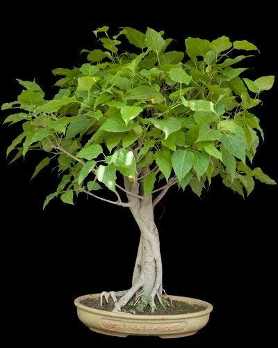 Buy 500 Ficus Religiosa Seeds Peepal Seeds Bo Tree Bodhi Tree