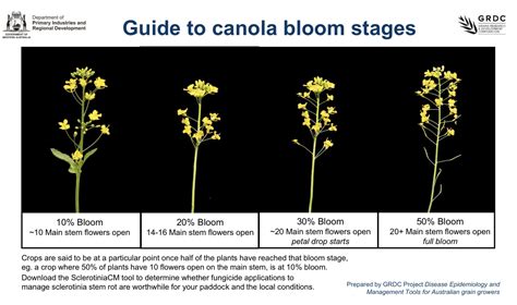 Canola Growth Stages Canola Encyclopedia 43 Off