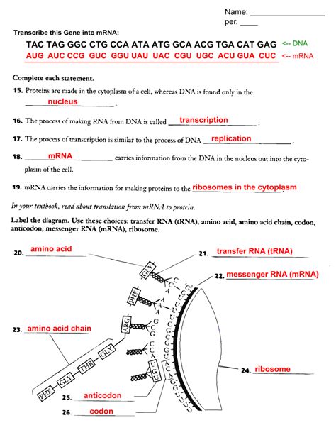 Dna Transcription Translation Worksheet Key