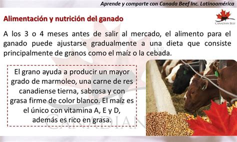 Alimentación Y Nutrición Del Ganado Canadian Beef