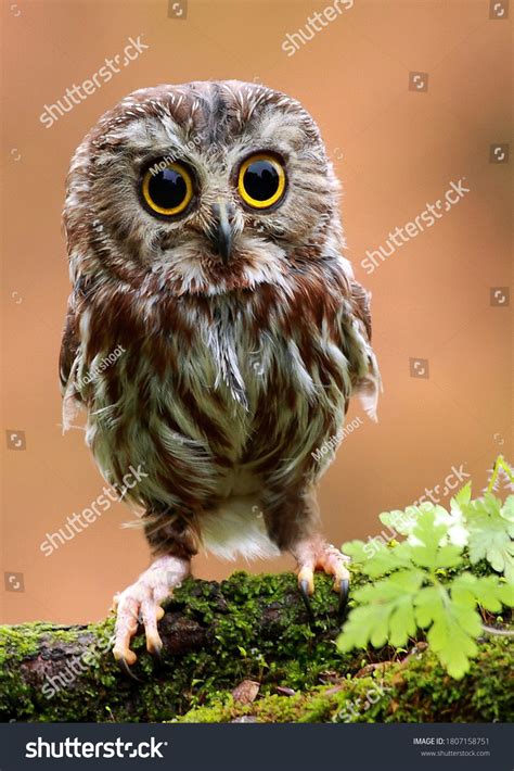 Baby-owl Images, Stock Photos & Vectors | Shutterstock