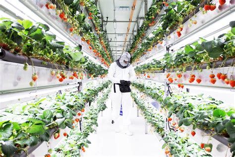 Oishii Opens High Tech Solar Powered Vertical Strawberry Farm Hortimedia