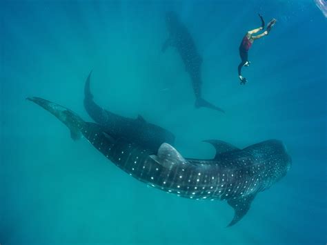 Whale Sharks Feeding In The Western Indian Ocean In Pictures Swimming