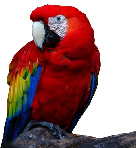 Macaw Png Transparent Images Pictures Photos