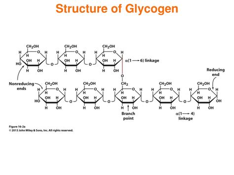 Glycogenesis Diagram With Structures Glycogenolysis Glycogen