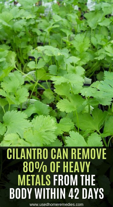 Cilantro Can Remove Of Heavy Metals From The Body Within Days