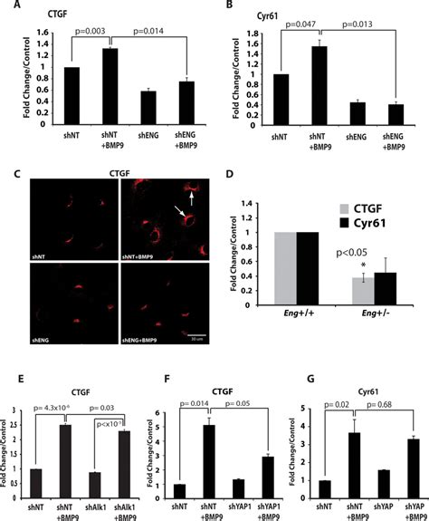 Yap1 Targets Cyr61 And Connective Tissue Growth Factor Ctgf