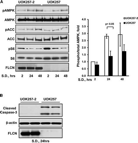 Flcn Loss Impairs Ampk Activation And Upregulates Cleaved Caspase A