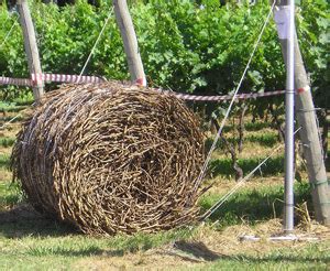 Dai residui di potatura nasce lenergia VVQ Vigne Vini Qualità