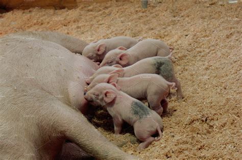 Brand New Piglets Animal Stock Photos Creative Market