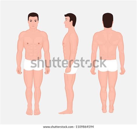 Vector Illustration Human Body Anatomy Front Vector De Stock Libre De