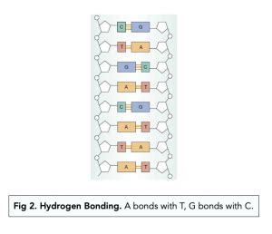 Dna Structure And The Double Helix A Level Biology Study Mind