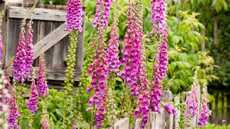 Foxgloves Care And Growing Guide Tips For Beautiful Blooms Gardeningetc