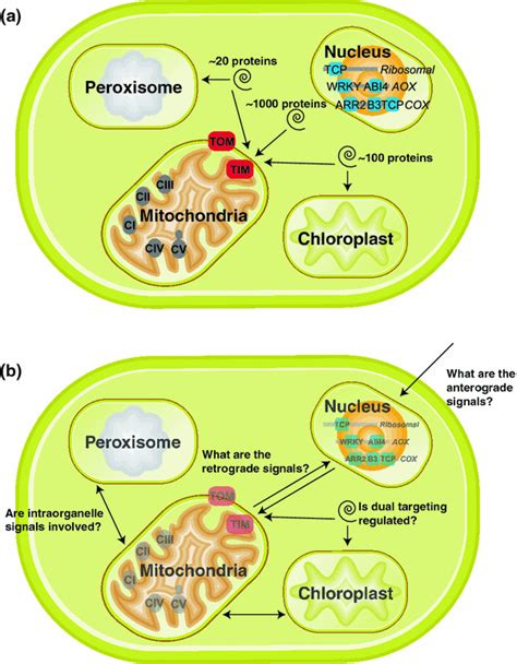 Why Do Plants Have Mitochondria We Want Science