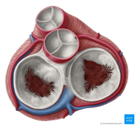 Fibrous Skeleton of the heart Diagram | Quizlet