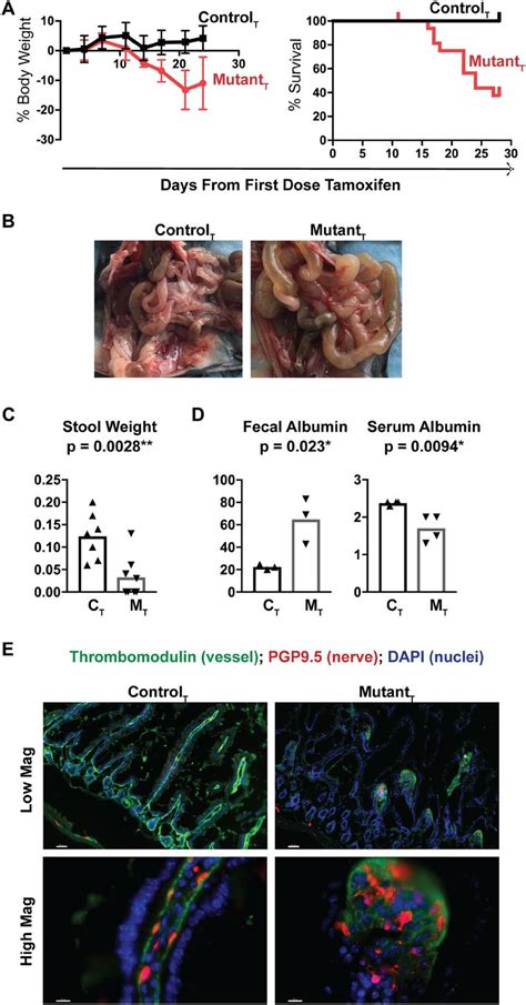 Conditional Deletion Of The Lamc Gene In Adult Mice Rapidly Induces