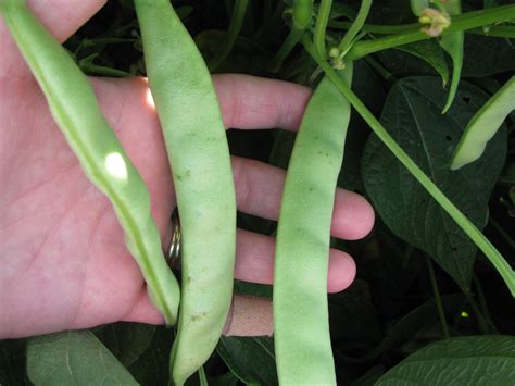 How To Grow Kidney Beans Plant Instructions