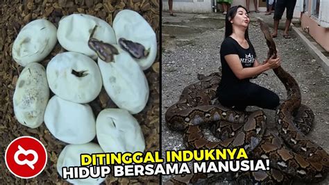 Ketika Kisah Persahabatan Manusia Dengan Ular Diawali Dengan Penemuan