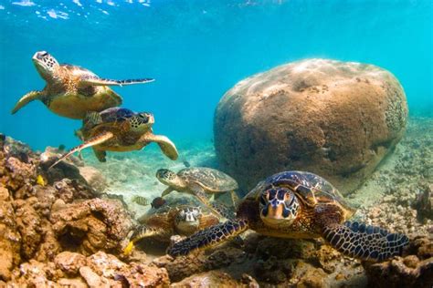 Discover Hawaii S Sea Turtles Nani Hawaii