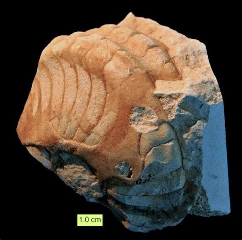 Woosters Fossil Of The Week A Nautiloid From The Middle Jurassic Of