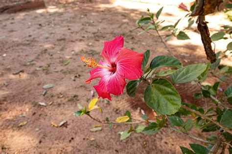 Cambodia Flower Stock Photos Images And Backgrounds For Free Download